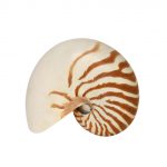 NAUTILUS ΚΟΧΥΛΙ