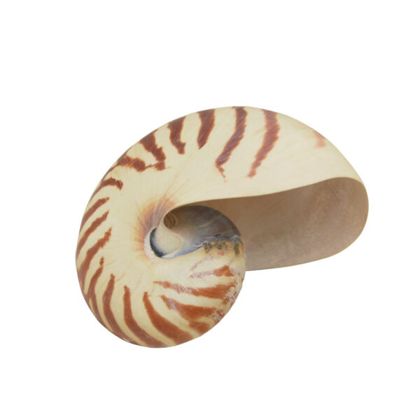 NAUTILUS ΚΟΧΥΛΙ - Image 2