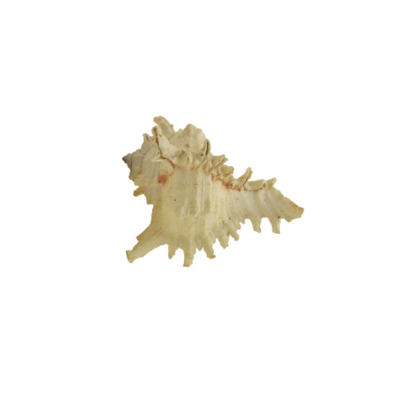 MUREX RAMOSUS ΚΟΧΥΛΙ - Image 2