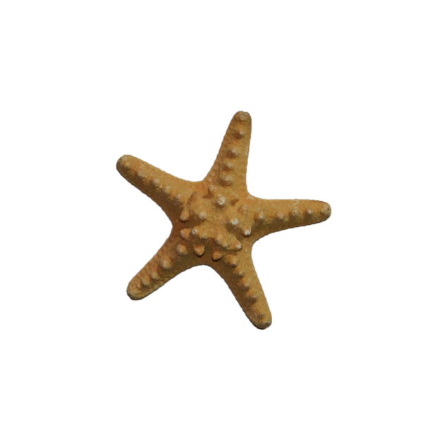 Philippine Starfish