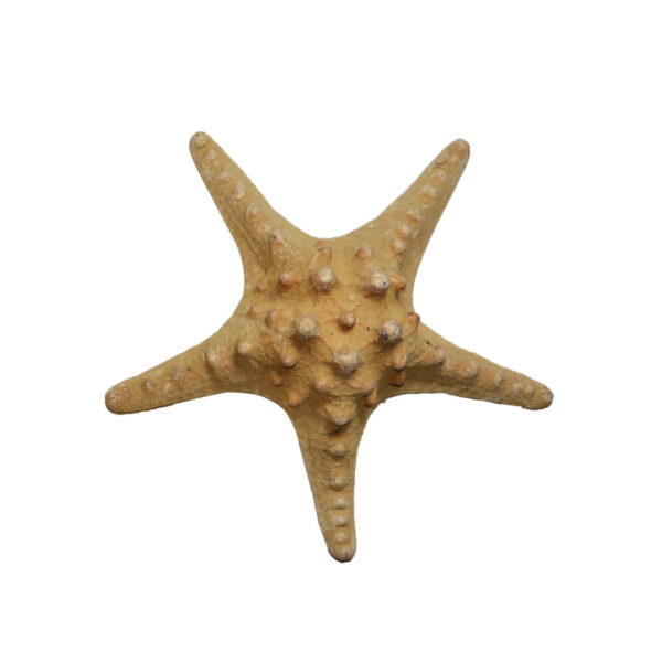 Philippine Starfish