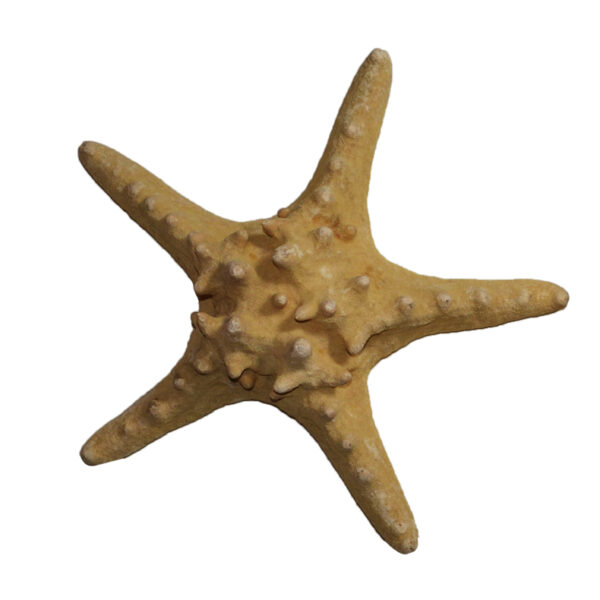 Philippine Starfish