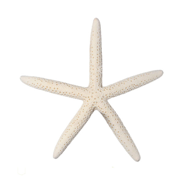Finger Starfish