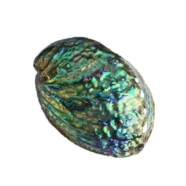 PAUA ABALONE ΚΟΧΥΛΙ Polished - Image 2