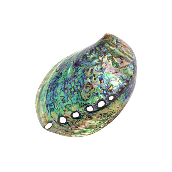 PAUA ABALONE ΚΟΧΥΛΙ Polished