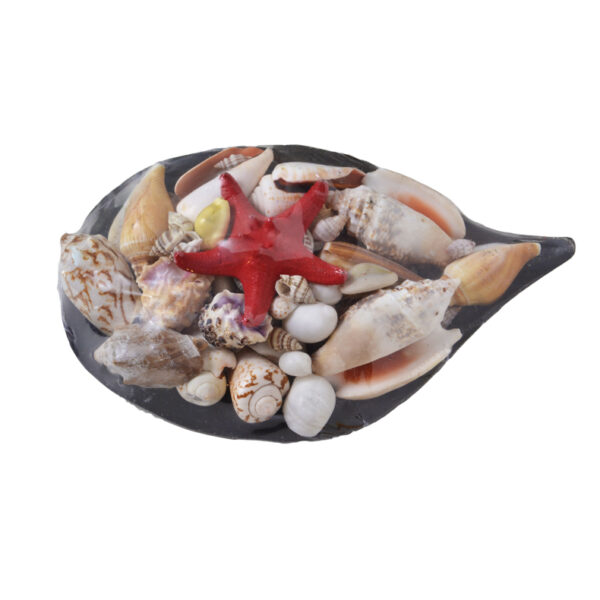 ΣΥΝΘΕΣΗ ΚΟΧΥΛΙΩΝ ΣΕ PINNA SHELL - Image 2