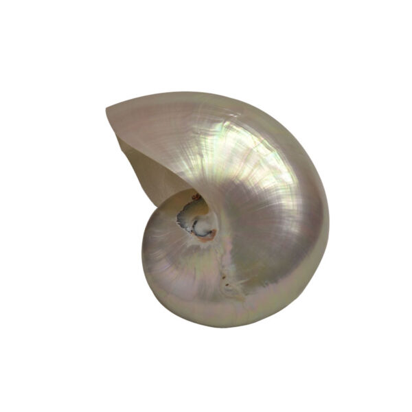 NAUTILUS ΚΟΧΥΛΙ ΠΕΡΛΕ