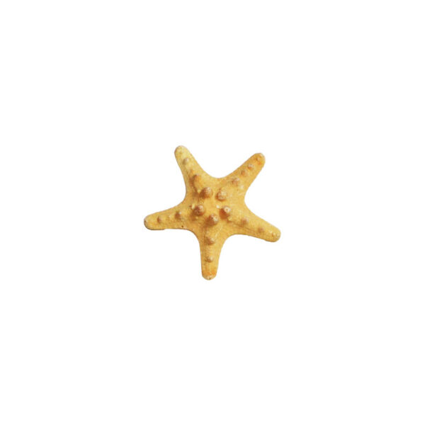 Philippine Starfish