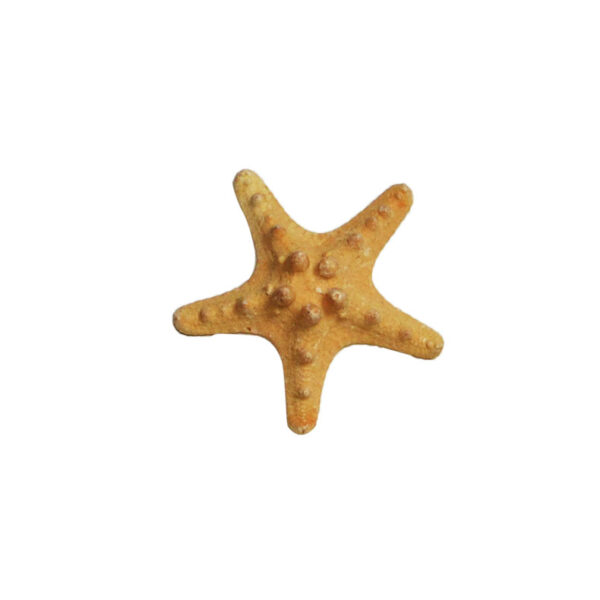 Philippine Starfish